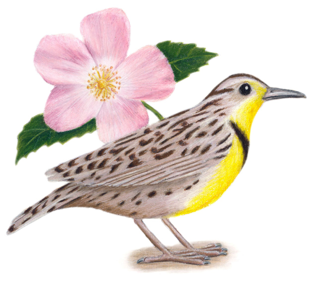 North Dakota State Bird and Flower: Western Meadowlark / Sturnella